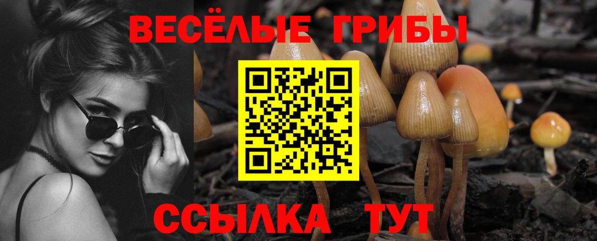 Псилоцибиновые грибы Psilocybe  Вход с VPN  Канаш 